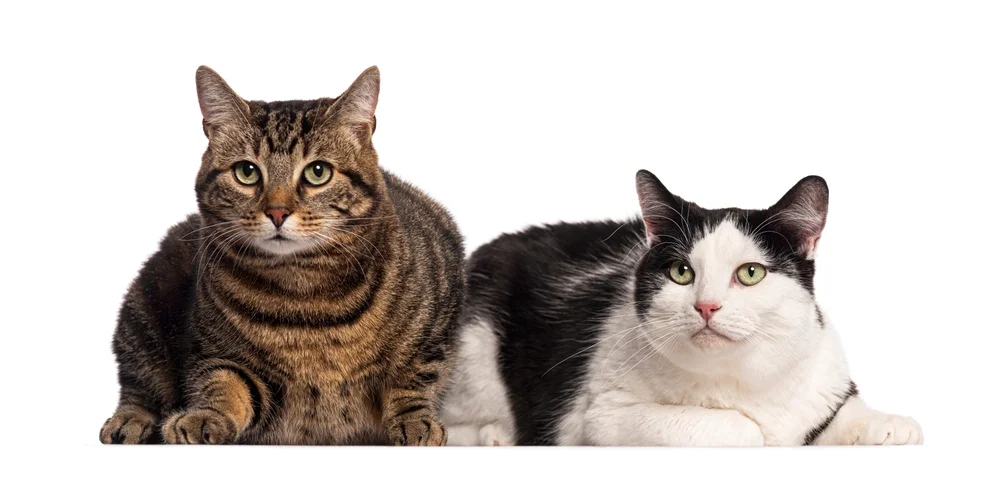 توجه به مدفوع گربه هم اهمیت دارد 